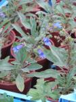 : - Penstemon roezlii