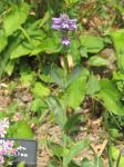 : - Penstemon euglaucus