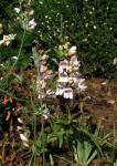 :-Penstemon palmeri