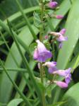 : - Penstemon spectabilis