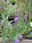 : - Penstemon venustus
