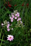 Wiesen-Phlox - Phlox maculata