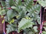 : - Polypodium scouleri