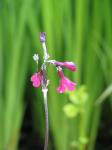 : - Primula secundiflora