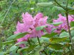 : - Rhododendron orbiculare