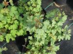 : - Ribes aureum subsp. gracillimum