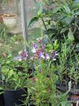 : - Salvia chamelaeagnea