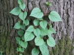 : - Schizophragma hydrangeoides