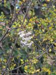: - Sorbus forrestii