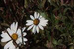 Regenzeigendes Kapkörbchen - Dimorphotheca pluvialis