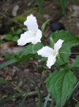 Großblütige Waldlilie - Trillium grandiflorum