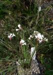 : - Tulbaghia cominsii