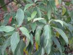 : - Viburnum cylindricum