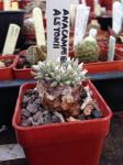 : - Avonia quinaria subsp. alstonii