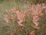 : - Alstroemeria hookeri subsp. cummingiana