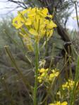 : - Erysimum capitatum