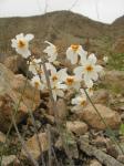: - Leucocoryne narcissoides