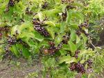 : - Schinus latifolius