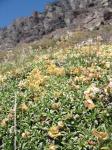 : - Laretia acaulis