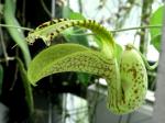 : - Aristolochia gibertii