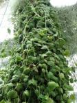 : - Dischidia albiflora