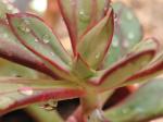 : - Echeveria nodulosa