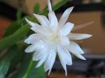 : - Epiphyllum pumilum