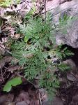 : - Asplenium dareoides
