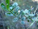 : - Baccharis concava