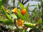 : - Rhipsalis monacantha