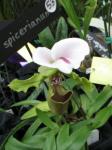 :-Paphiopedilum spicerianum