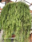 : - Rhipsalis clavata