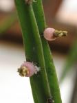 : - Hatiora pentaptera