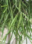 : - Rhipsalis trigona