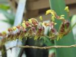 : - Sigmatostalix eliae