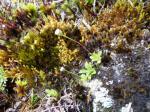 : - Lagenophora hariotii