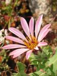 : - Mutisia latifolia