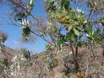 : - Proustia ilicifolia