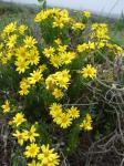 :-Senecio bahioides