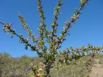 : - Berberis glomerata
