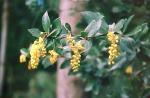 Valdivia-Berberitze - Berberis valdiviana
