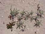 : - Tiquilia grandiflora