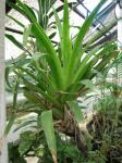 : - Tillandsia tragophoba
