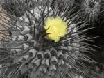 : - Copiapoa dealbata