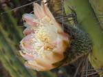 : - Eulychnia acida
