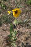 Sonnenblume - Helianthus mollis