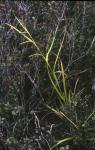 : - Carex berteroniana