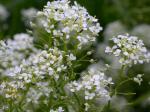 Pfefferkresse - Lepidium draba