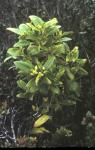 : - Coprosma oliveri