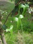 : - Dioscorea aristolochiifolia